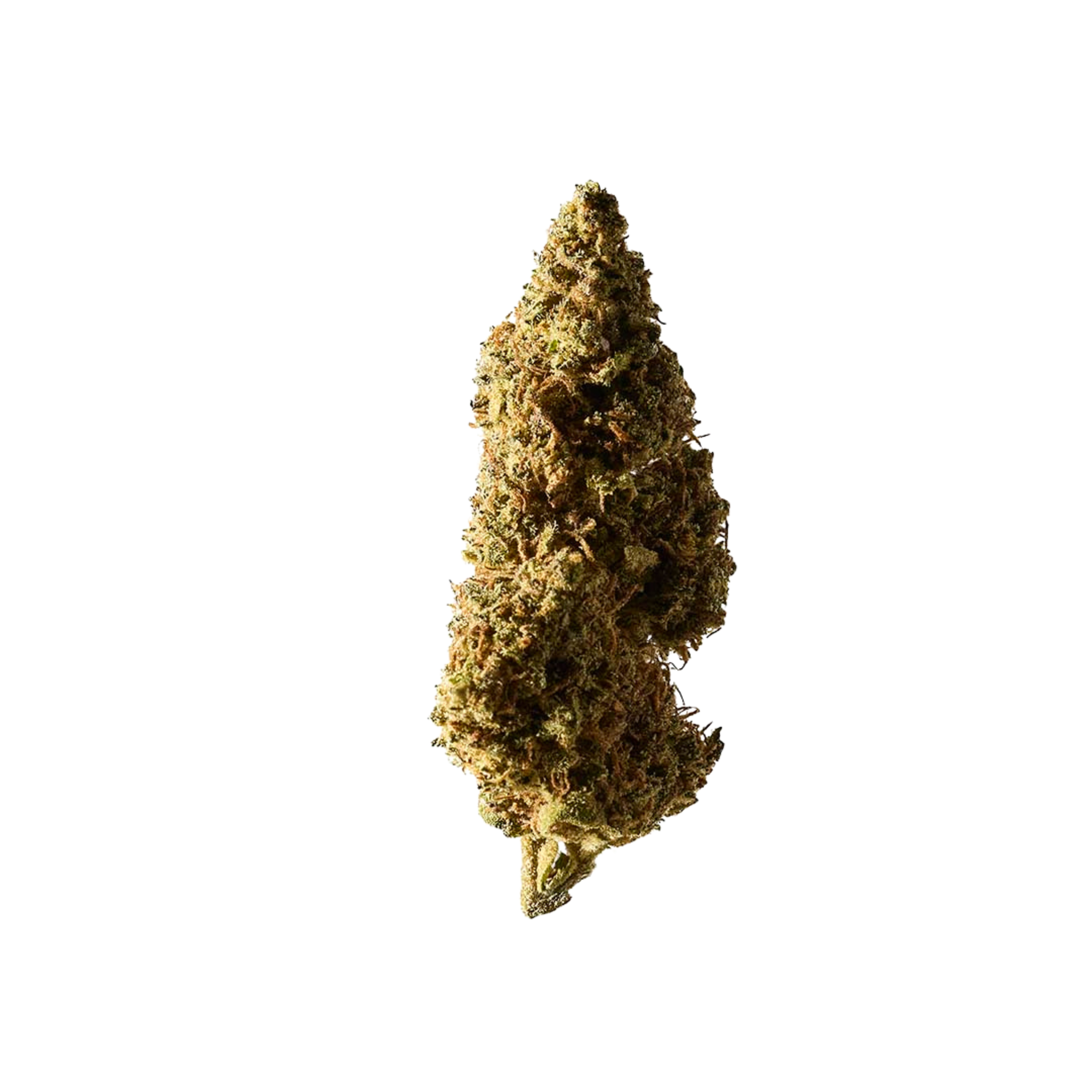 Nahaufnahme der Blueberry Muffin CBD Blüten von Herba di Berna