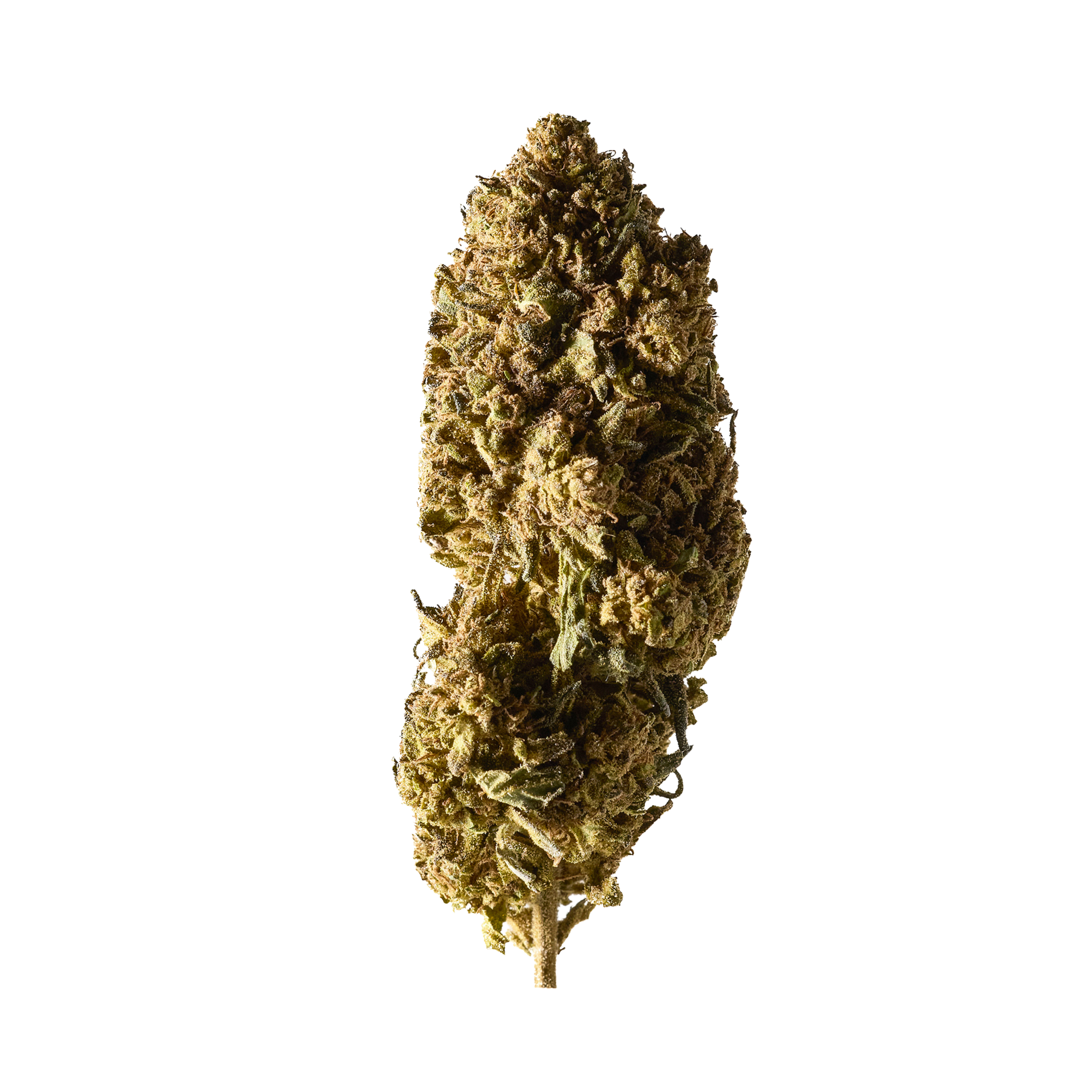 Detailansicht Mango Haze CBD Blüten von Herba di Berna