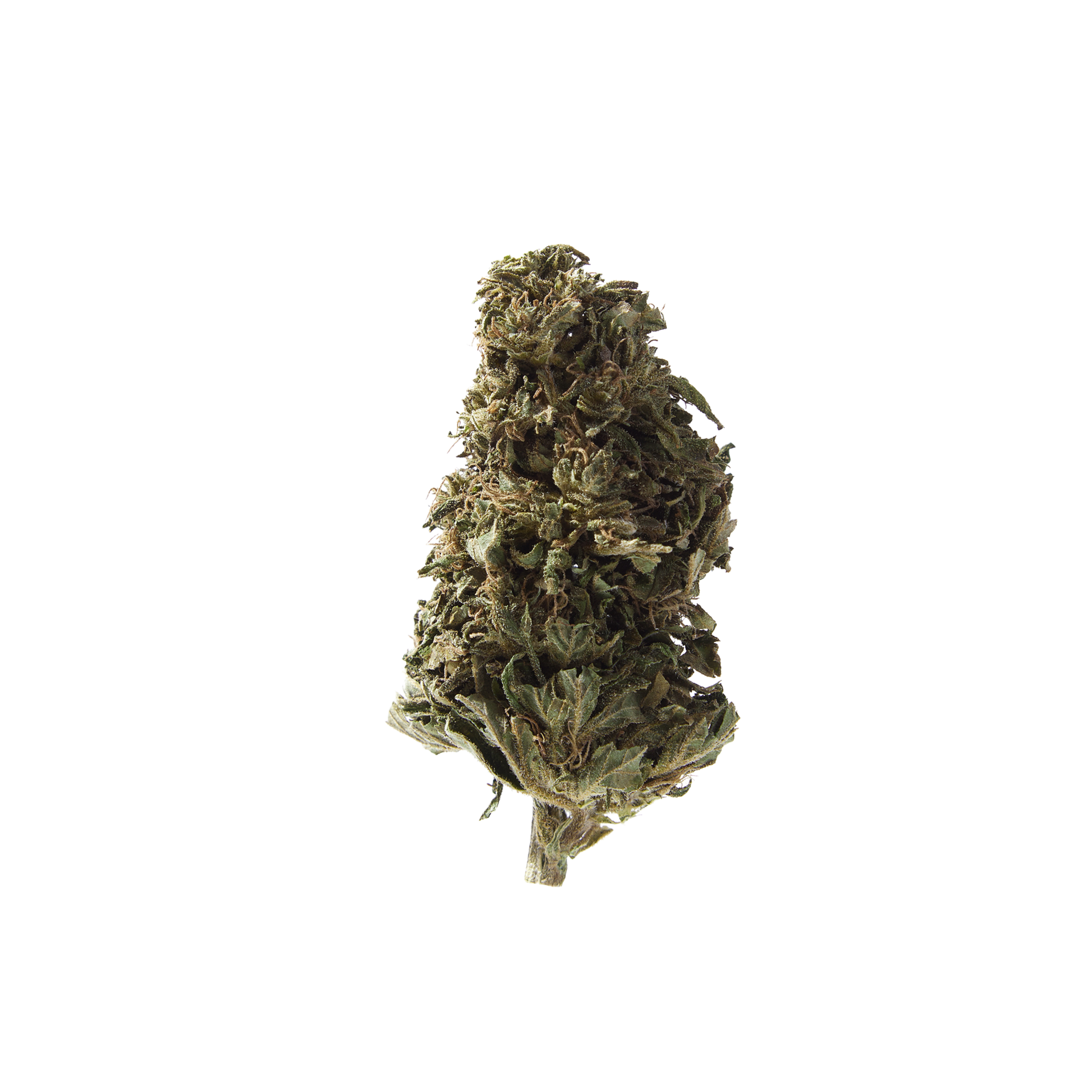 Nahaufnahme Orangello Outdoor CBD Blüten von Herba di Berna