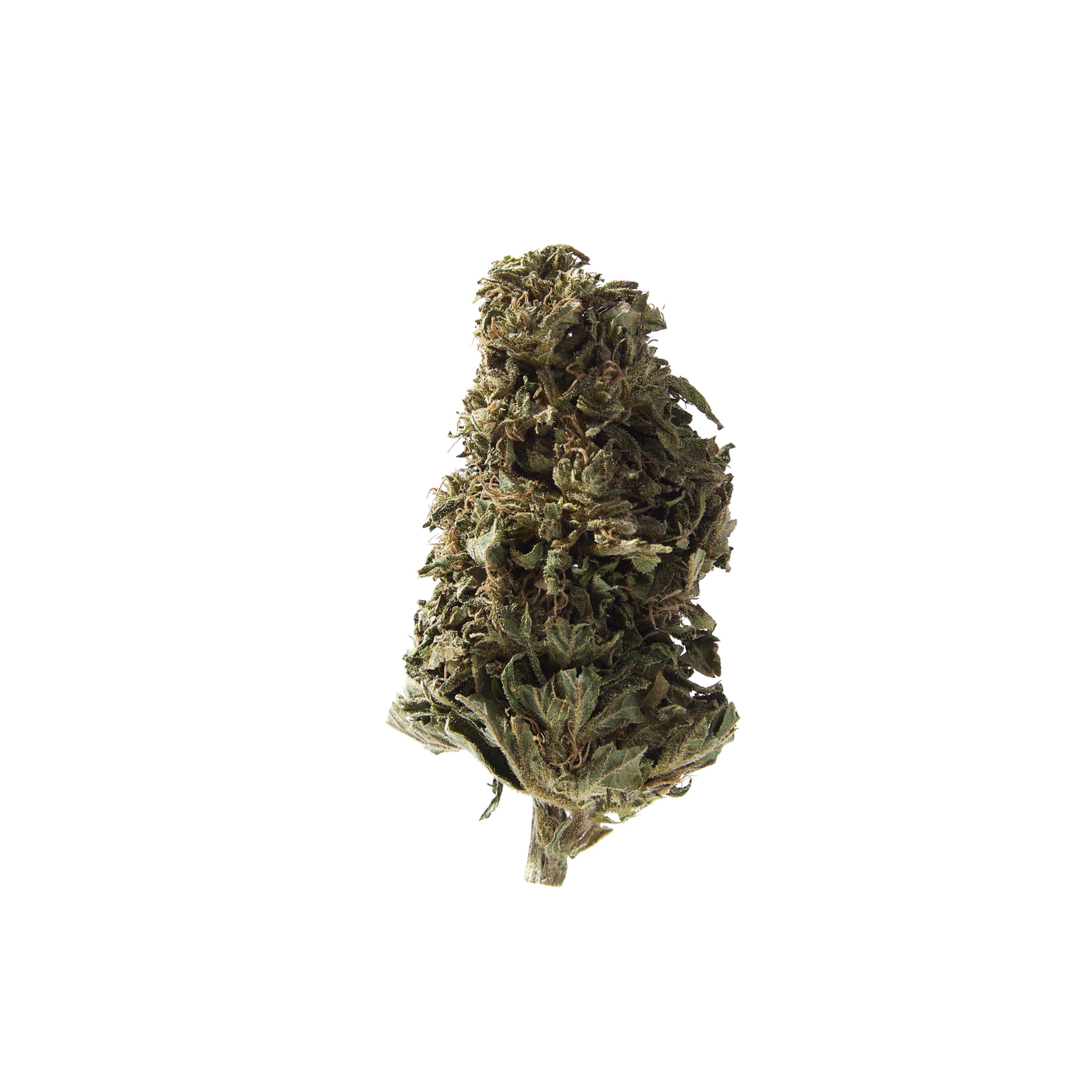 Nahaufnahme Orangello Outdoor CBD Blüten von Herba di Berna