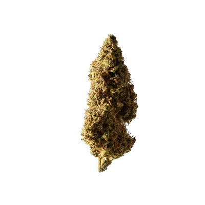 Nahaufnahme der Blueberry Muffin CBD Blüten von Herba di Berna