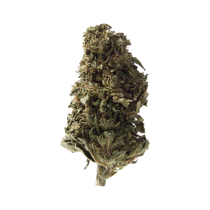 Nahaufnahme Orangello Outdoor CBD Blüten von Herba di Berna
