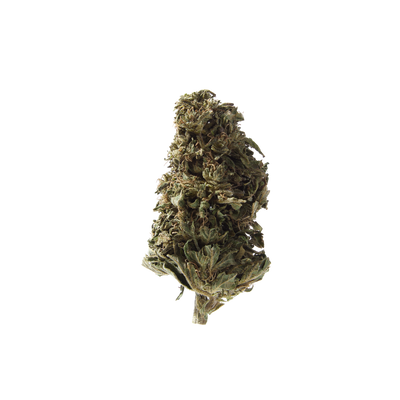 Nahaufnahme Orangello Outdoor CBD Blüten von Herba di Berna