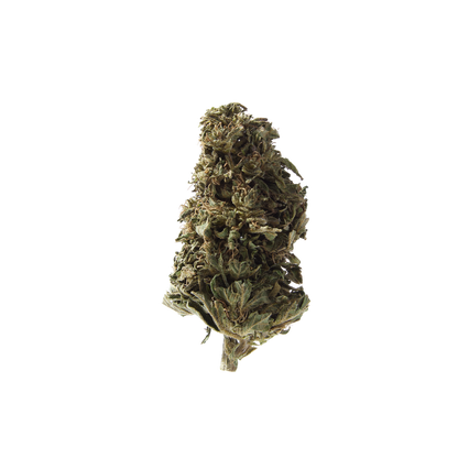 Nahaufnahme Orangello Outdoor CBD Blüten von Herba di Berna