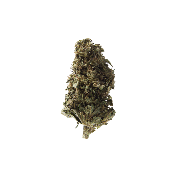 Nahaufnahme Orangello Outdoor CBD Blüten von Herba di Berna